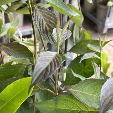 Cornus alba Nightfall Cornus alba Nightfall