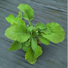 Phlomis russeliana AGM (Turkish sage) Phlomis russeliana AGM (Turkish sage)