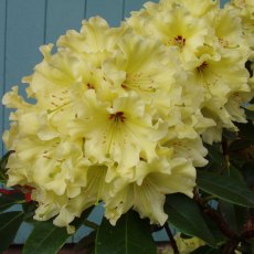 Rhododendron Mindy's Love Rhododendron Mindy's Love
