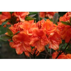 Deciduous Azalea Goldköpfchen (Gold Head) Deciduous Azalea Goldköpfchen (Gold Head)