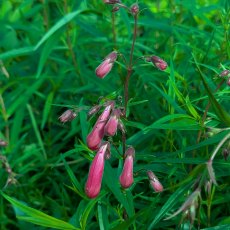 Penstemon Garnet AGM Penstemon Garnet AGM