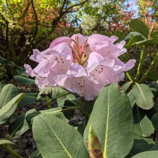 Rhododendron platypodum Rhododendron platypodum