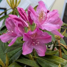 Rhododendron Pink Purple Dream Rhododendron Pink Purple Dream