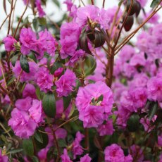 Rhododendron April Rose Rhododendron April Rose