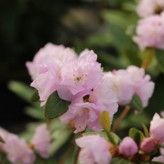Rhododendron April Reign Rhododendron April Reign