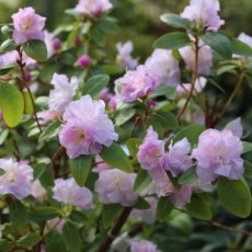 Rhododendron April Reign Rhododendron April Reign