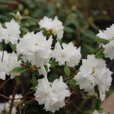 Rhododendron April Snow Rhododendron April Snow