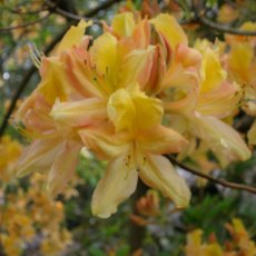 Deciduous Azalea Knaphill Apricot