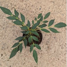 Mahonia gracilipes Mahonia gracilipes