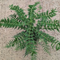 Mahonia oiwakensis subsp. lomariifolia AGM Mahonia oiwakensis subsp. lomariifolia AGM