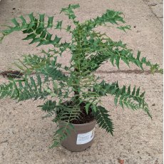 Mahonia oiwakensis subsp. lomariifolia AGM Mahonia oiwakensis subsp. lomariifolia AGM