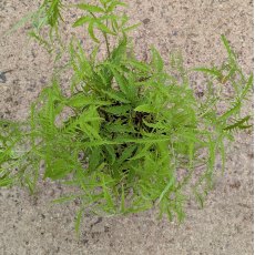 Sambucus Welsh Gold Sambucus Welsh Gold