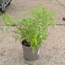 Sambucus Welsh Gold Sambucus Welsh Gold