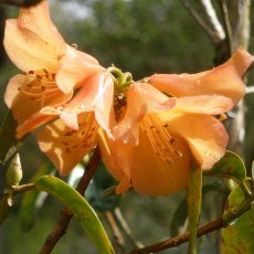 Rhododendron Trewithin Orange Rhododendron Trewithin Orange