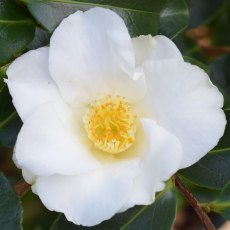 Camellia japonica 'Alba Simplex' Camellia japonica 'Alba Simplex'