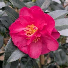 Camellia hiemalis 'Dazzler' Camellia hiemalis 'Dazzler'