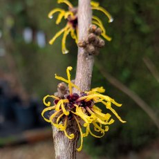 Hamamelis intermedia Barmstedt Gold AGM Hamamelis intermedia Barmstedt Gold AGM