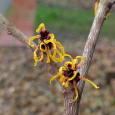 Hamamelis intermedia Orange Beauty Hamamelis intermedia Orange Beauty