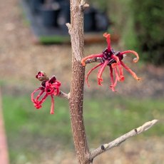 Hamamelis intermedia Rubin AGM Hamamelis intermedia Rubin AGM