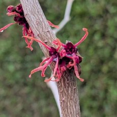 Hamamelis intermedia Ruby Glow Hamamelis intermedia Ruby Glow