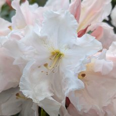 Rhododendron Wonderland Rhododendron Wonderland