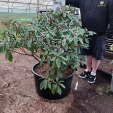 Rhododendron True Blue - Open Ground Plant Rhododendron True Blue - Open Ground Plant