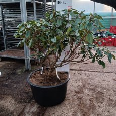 Rhododendron True Blue - Open Ground Plant Rhododendron True Blue - Open Ground Plant