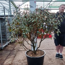 Rhododendron rubiginosum Pink form AGM - Open Ground Plant Rhododendron rubiginosum Pink form AGM - Open Ground Plant