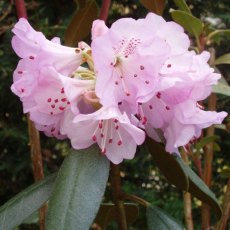 Rhododendron rubiginosum Pink form AGM - Open Ground Plant Rhododendron rubiginosum Pink form AGM - Open Ground Plant