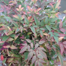 Nandina domestica 'Obsessed' Nandina domestica 'Obsessed'