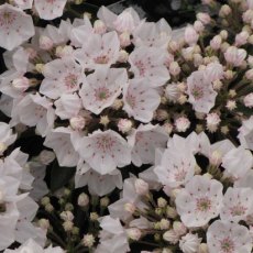 Kalmia latifolia ‘Elf’ Kalmia latifolia ‘Elf’