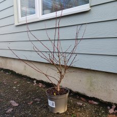 Lonicera fragrantissima (Winter-Flowering Honeysuckle) Lonicera fragrantissima (Winter-Flowering Honeysuckle)
