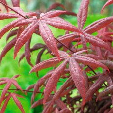 Acer palmatum 'Starfish' Acer palmatum 'Starfish'