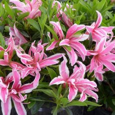 Evergreen Azalea Pink Spider STANDARD Evergreen Azalea Pink Spider STANDARD