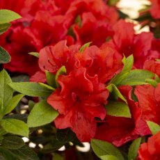 Evergreen Azalea Brilliant Evergreen Azalea Brilliant