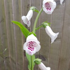 Digitalis purpurea 'Pam's Choice' AGM Digitalis purpurea 'Pam's Choice' AGM
