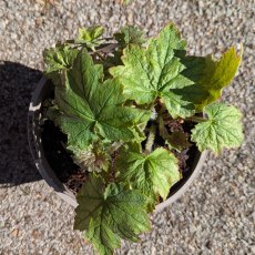 Heuchera Veggie Dinosaur Heuchera Veggie Dinosaur