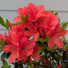 Evergreen Azalea Juliette Evergreen Azalea Juliette