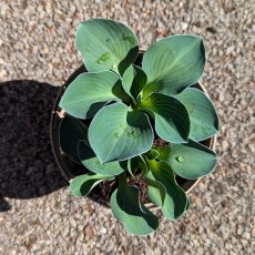 Hosta Blue Mouse Ears AGM Hosta Blue Mouse Ears AGM