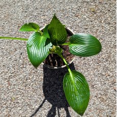 Hosta Devon Green AGM Hosta Devon Green AGM