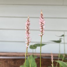 Persicaria JS Misty Morning AGM Persicaria JS Misty Morning AGM