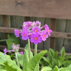 Primula beesiana (Bee's Promise) AGM Primula beesiana (Bee's Promise) AGM