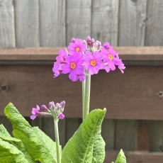 Primula beesiana (Bee's Promise) AGM Primula beesiana (Bee's Promise) AGM