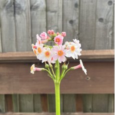 Primula japonica Apple Blossom Primula japonica Apple Blossom