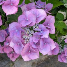 Hydrangea Blueberry Cheesecake Hydrangea Blueberry Cheesecake