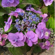 Hydrangea Blueberry Cheesecake Hydrangea Blueberry Cheesecake