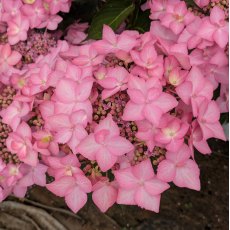 Hydrangea Frozen Smoothie Hydrangea Frozen Smoothie