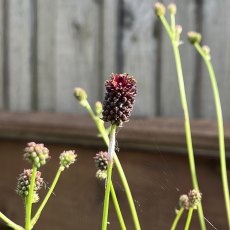 Sanguisorba Chocolate Tip Sanguisorba Chocolate Tip
