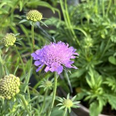 Scabiosa Misty Butterflies Scabiosa Misty Butterflies