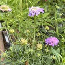 Scabiosa Misty Butterflies Scabiosa Misty Butterflies
